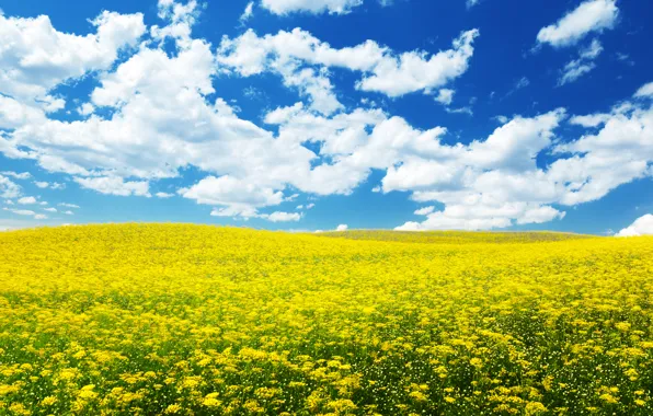 Небо, природа, цветочки, flowers, the sky, the nature, ablakatova, облака.поле