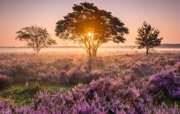 Деревья, туман, утро