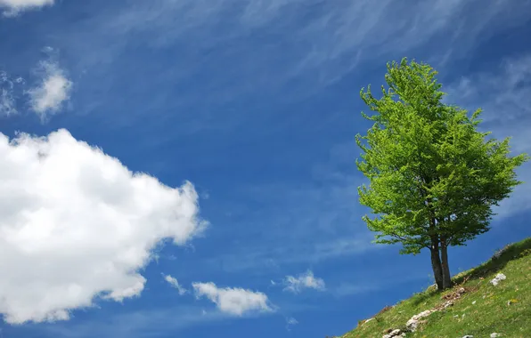 Картинка лето, небо, облака, дерево, холм