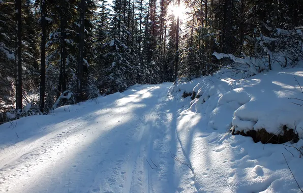 Картинка зима, дорога, лес, снег, природа, фото