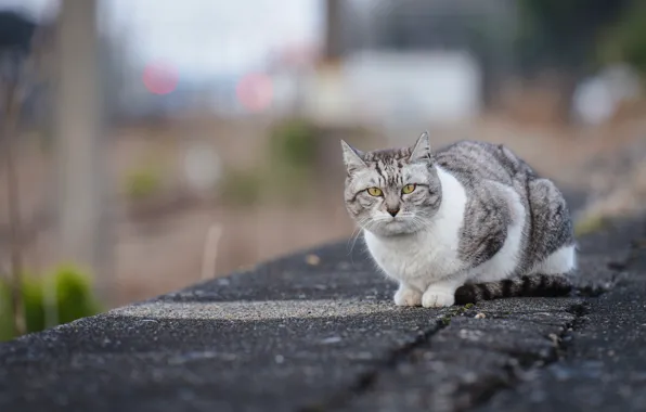 Кот, асфальт, серый