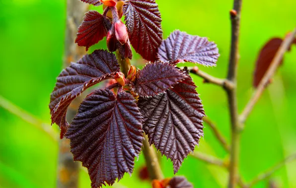 Spring, leaf, twig