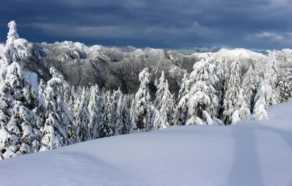 Зима, снег, деревья, горы, ели, Канада, Canada, British Columbia