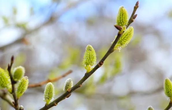 Spring, willow, twig, catkins