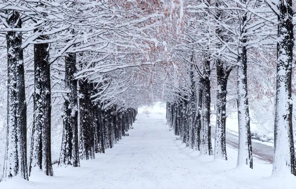 Картинка зима, снег, деревья, парк, аллея, trees, landscape, park