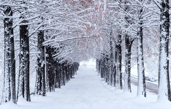 Зима, снег, деревья, парк, аллея, trees, landscape, park