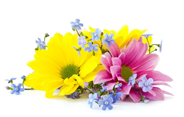 Картинка цветы, лепестки, flowers