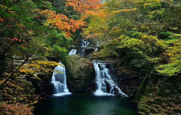 Картинка осень, лес, деревья, ручей, водопад, рака