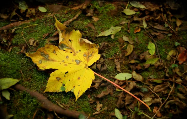 Картинка осень, лес, листья, макро, природа, парк, земля, осенние обои
