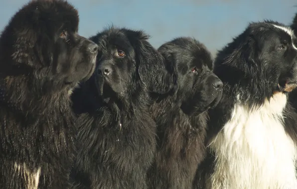 Картинка black, animal, dogs, newfoundlanders