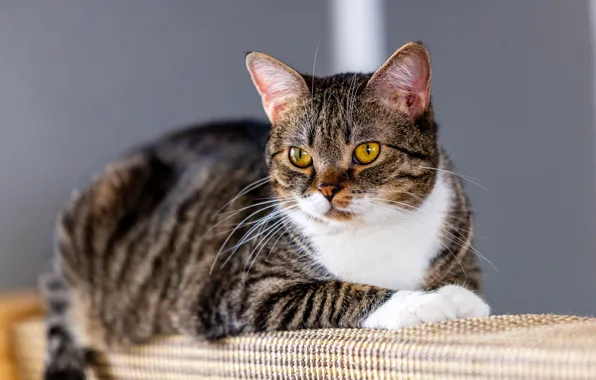 Кошка, кот, взгляд, серый, фон, лежит, серая, полосатая