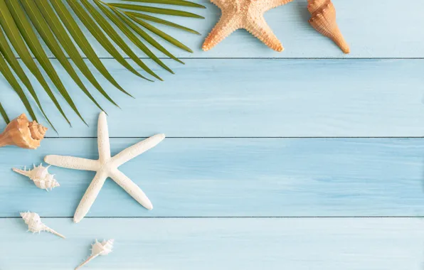 Картинка пляж, лето, звезда, ракушки, summer, beach, starfish, seashells