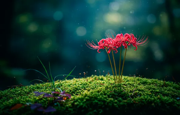 Макро, цветы, обои, мох, wallpaper, flowers, macro, боке