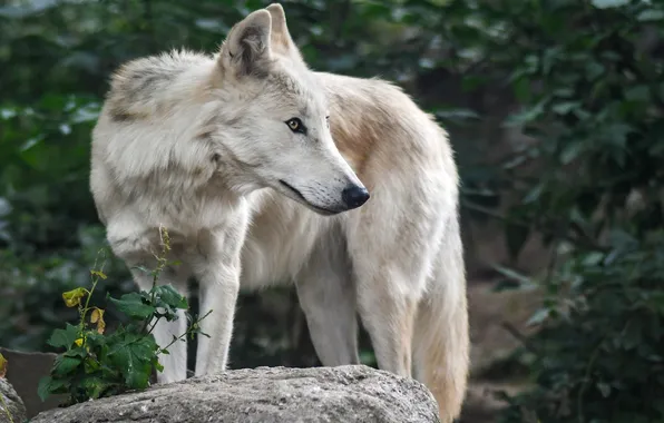 Nature, snow, predator, face, animal, wolf, wildlife, portrait