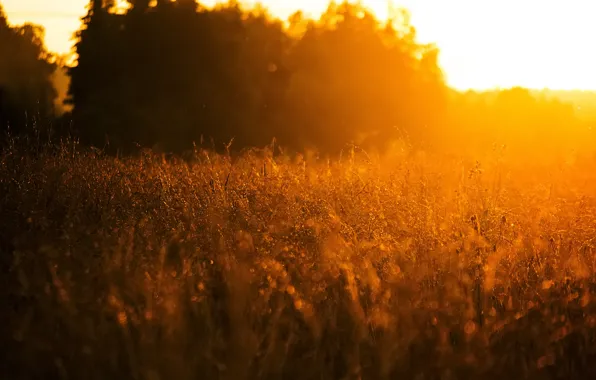 Поле, лес, лето, свет, закат, природа, растение