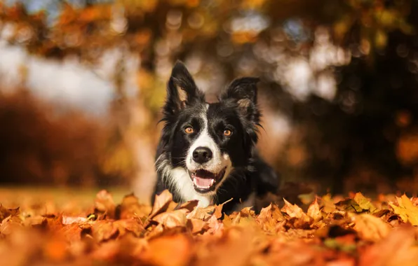 Осень, природа, собака
