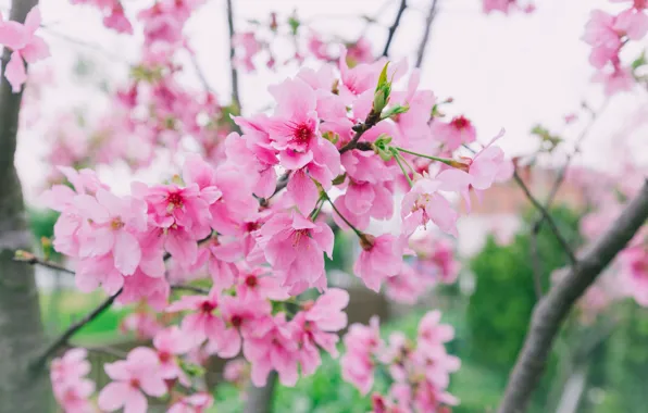 Ветки, весна, сакура, цветение, pink, blossom, sakura, cherry