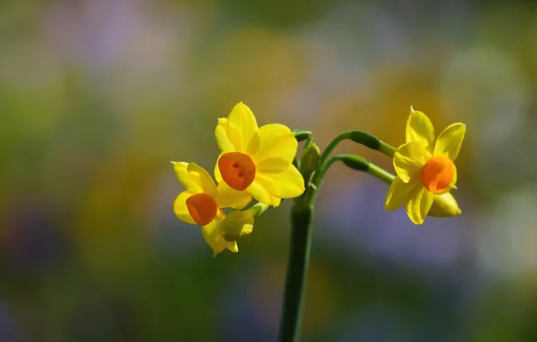 Картинка цветок, желтый, фокус, весна, нарцисс