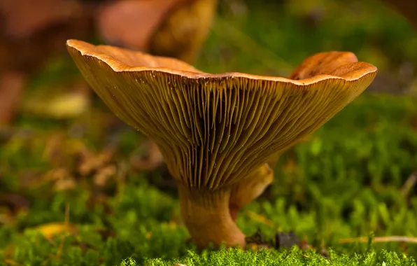 Картинка осень, макро, гриб, мох, фокус, боке