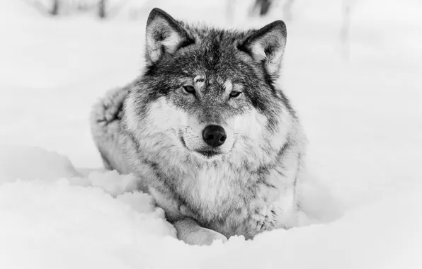 Картинка зима, морда, волк, чёрно-белое, хищник