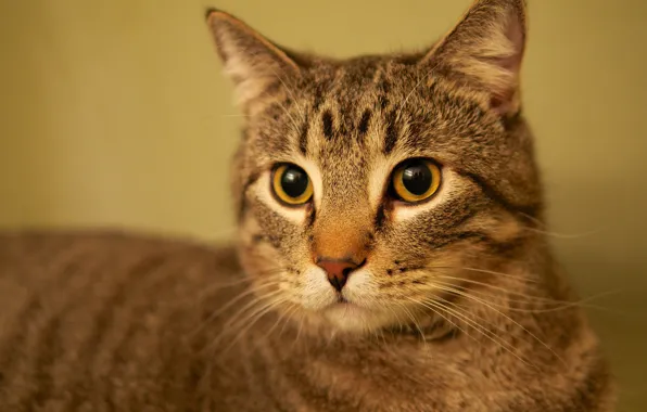 Картинка кошка, глаза, кот, взгляд, морда, серый, фон, портрет