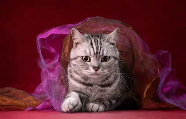 Кошка, кот, взгляд, котенок, серый, лапки, ткань, лежит