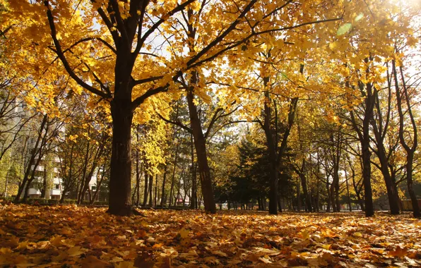 Картинка осень, парк, пятигорск