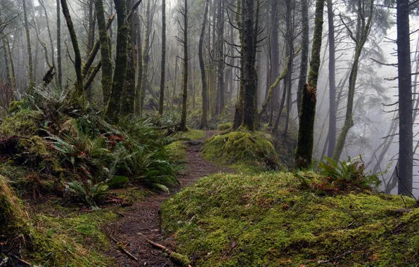Лес, деревья, природа, мох, Орегон, USA, США, Oregon