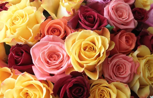 Розы, букет, разноцвет