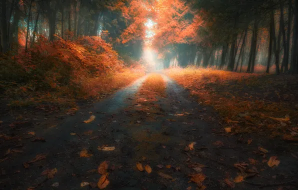 Дорога, осень, листья, деревья, Лес, Slava Lucky