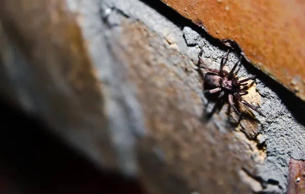 Животные, стена, паук, spider