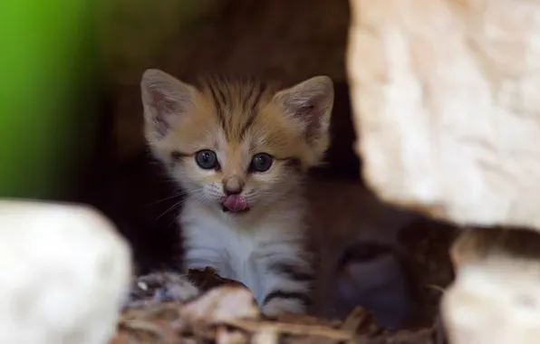 Картинка кошка, котенок, любопытство