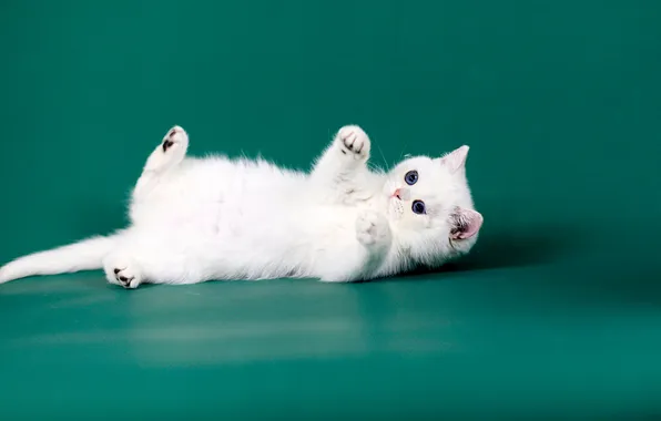 Кошка, белый, взгляд, поза, котенок, лапки, малыш, лежит
