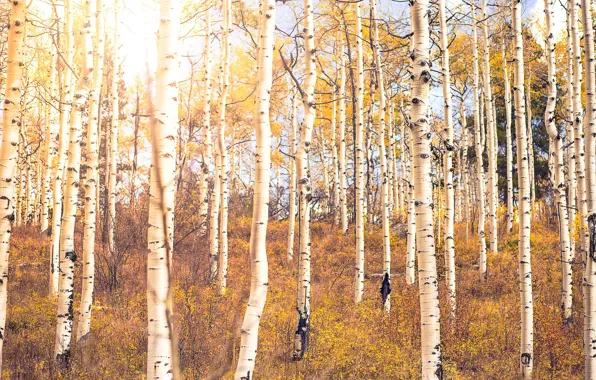 Картинка осень, лес, берёзы