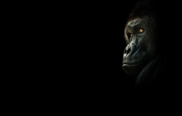 Картинка взгляд, обезьяна, горилла, чёрный фон, тёмный фон