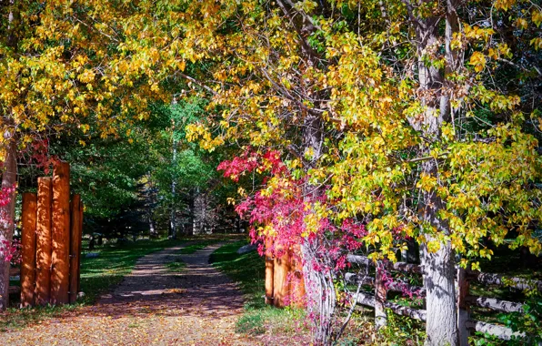 Картинка осень, листья, солнце, деревья, парк, столбы, забор, дорожка