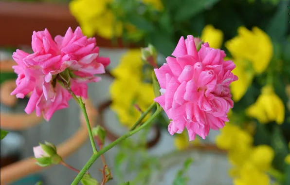 Картинка Боке, Bokeh, Pink roses, Розовые розы