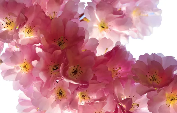 Картинка цветы, ветки, вишня, красота, весна, лепестки, сакура, нежные, розовые, бутоны, цветение, pink, flowers, Spring, beauty, …