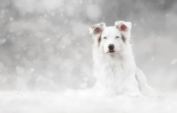 Картинка зима, взгляд, морда, снег, портрет, собака, белая, светлый фон