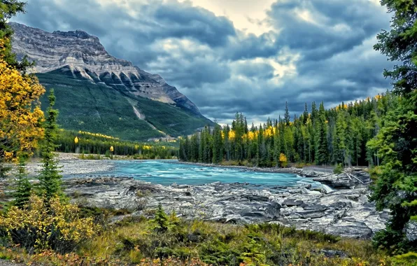 Картинка лес, деревья, горы, река, Канада, Alberta, Canada, Jasper National Park