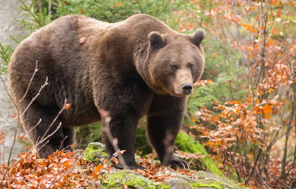 Картинка природа, фон, медведь