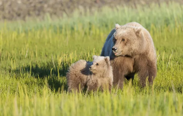 Картинка трава, медведи, луг, медвежонок, медведица, материнство