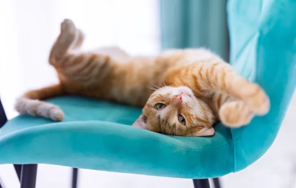 Кошка, кот, поза, кресло, рыжий, потягивается