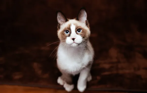 Кошка, кот, взгляд, фон, ковер, темный, пятна, носик