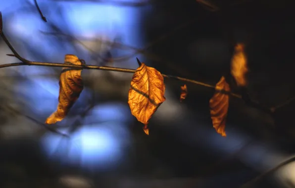 Картинка осень, листья, макро, природа, сухие, веточки
