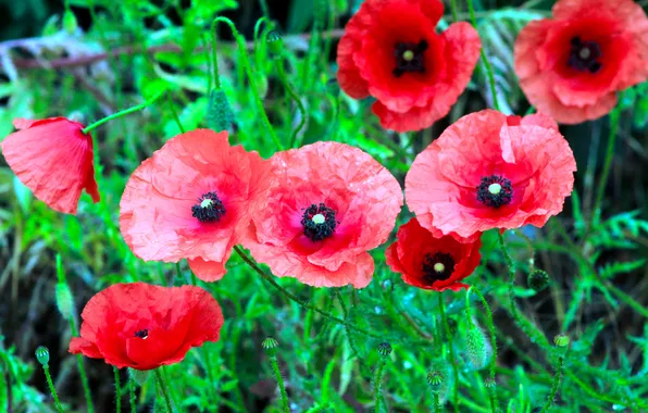 Red, flower, poppy