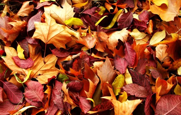 Картинка осень, природа, красно жёлтые листья