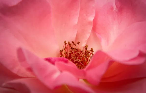 Rose, nature, pink