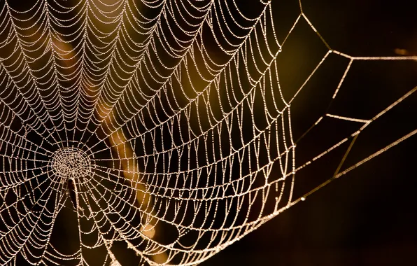Spider, sunset, spider web