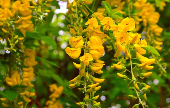 Картинка Весна, Spring, Цветение, Flowering, Жёлтые цветы, Yellow flowers